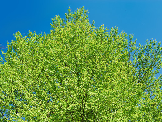 520769 (a): :1600x1200